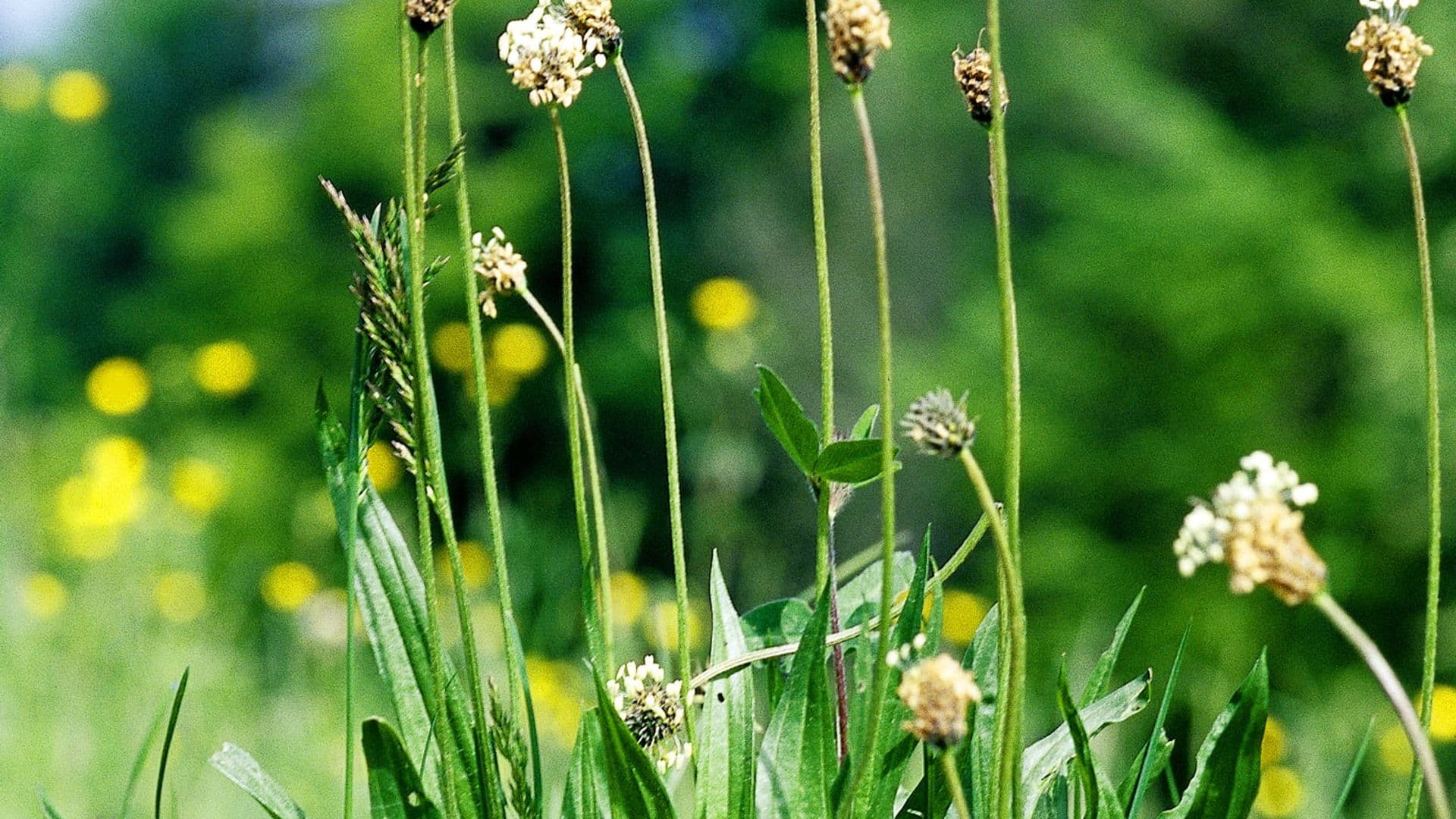 Plantago Hero